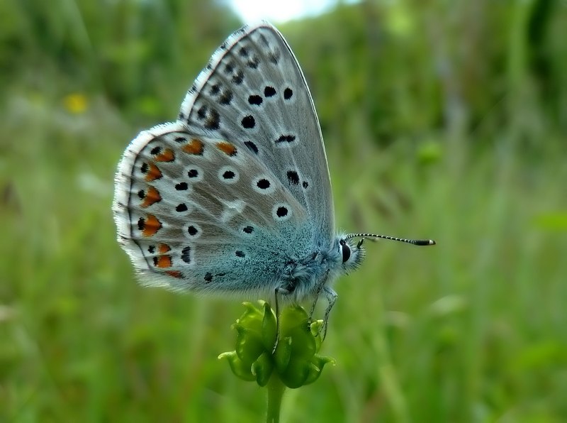 Lysandra hispana